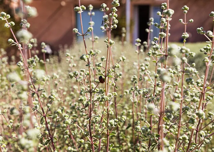 La Foresteria Planeta Wine & Club