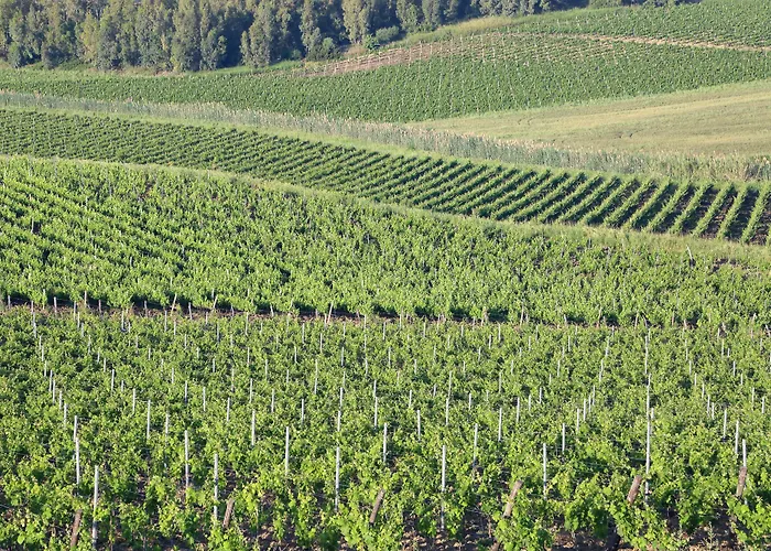 La Foresteria Planeta Wine & Club Menfi