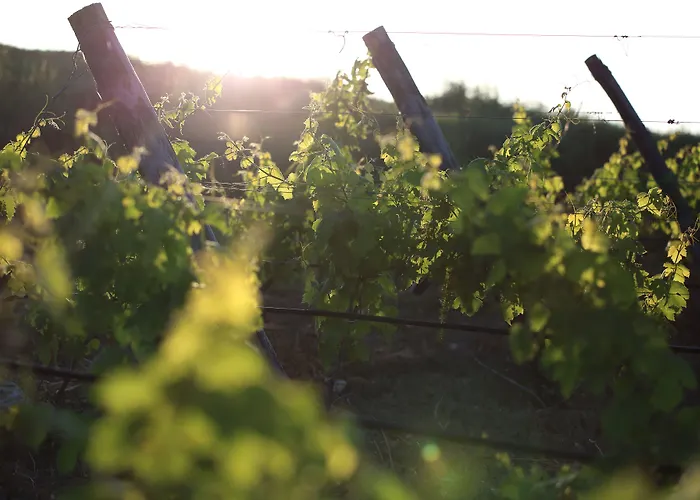 La Foresteria Planeta Wine & Club Resort 4*